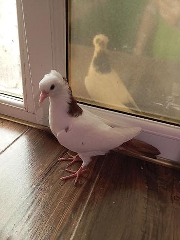 Cins: göyərçini Rəng: 1 eded qırmızı boynuĝüllü desde kekilli boyun