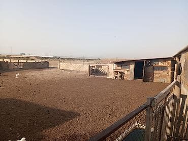 qebele kiraye evler: Ferma satılır ferma Xızı rayonu yeni yaşma kəndində yerləşir 12 sotun — 9