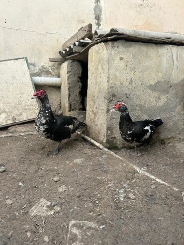 Lal ördək 2 ədəd erkək təxmini 4 kq 500 qr dişi ərtli və yağləlıqna