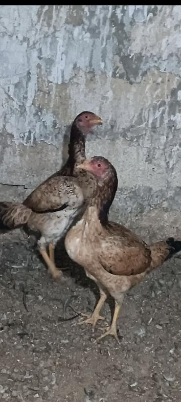 pitbull iti satilir: Toyuq, Damazlıq, Ünvandan götürmə — 1