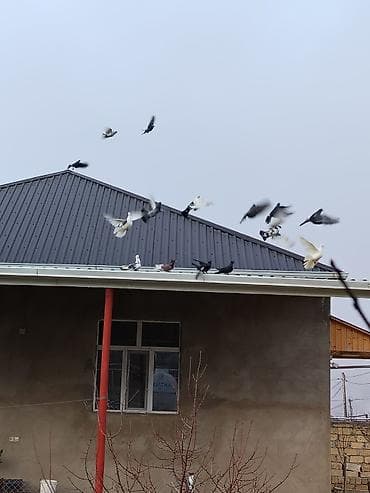 İtlər: Məhsul: Ev göyərçinləri (qrup şəklində) Təsvir: - Müxtəlif rəng və — 2