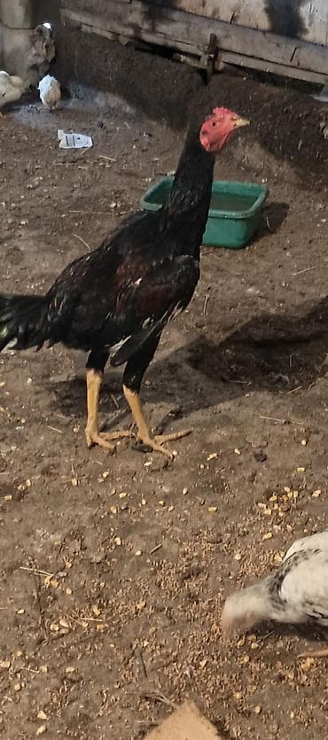 erkəy danalar: Toyuq cücələri, Damazlıq — 6