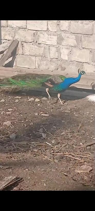 Salam,super saqlam Tavusquşular satilir erkeyde var dişide aylari 7,8