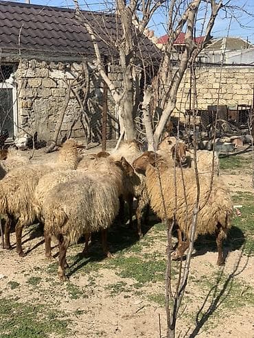 Kənd təsərrüfatı quşları: Boğaz Qoyunlar satılır damazlığ heyvanlardı yarsı yelin buraxıb vot — 1