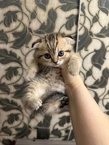 Akvariumlar: Tabbi — 9