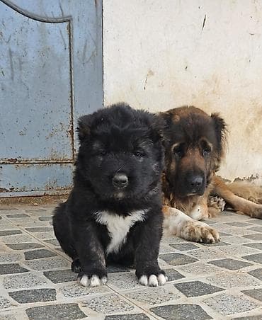 it yuvası satilir: Qafqaz çoban iti — 5