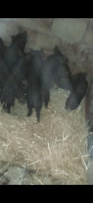 Keçilər, çəpişlər: Məhsul: Qara balaca donuz balaları (quzular) çoşka donuz balası — 3