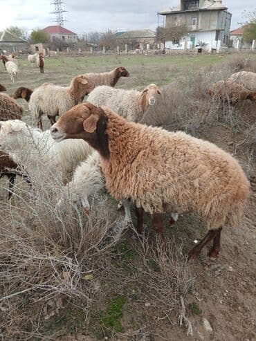 Коровы, быки: Salam 2 illik erkekdi.6 aydl almlsam.super damazdlqdl men almlşdlm ki — 2