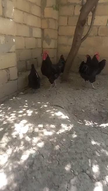 ucuz quslar: Avstralop ailesi 8 eded 6 fere 2 xoruz yumurtayırlar arginal — 4