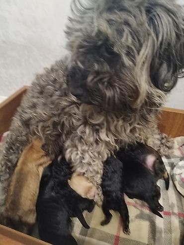 samoyed iti: Balaca ölçülü it üçün yumşaq yataq - Formalı: oval, yüksək kənarlı - — 3