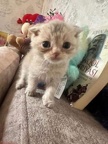 pişiy: Yaxşı əllərə — 8