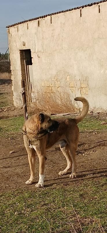 Птицы: Гурдбасар, 3 годa, Самец — 2