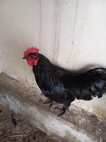 rhode island red: Avstrolop — 2