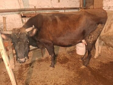 inek: Qisir iney 190 200 kilo eti var sudude var 8 letir — 4