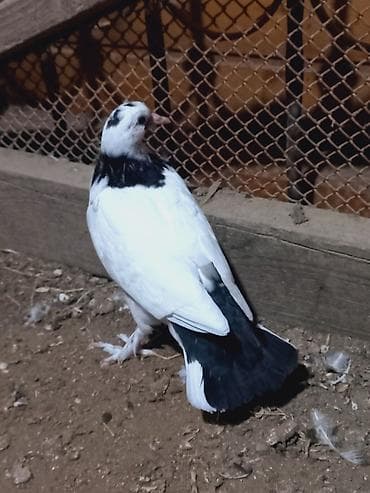 sirin it sekilleri: Cins göyərçin – ağ-qara rəngdə, baldırlı (tüklü pəncəli) tip. - Rəng — 9