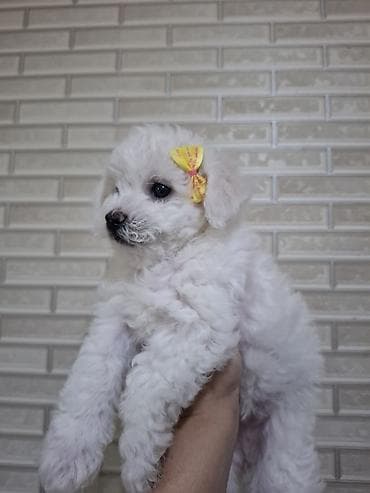 naxcivan heyvan elanlari: Bişon Frize, 2 ay, Dişi, Ünvandan götürmə — 4