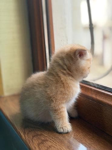 pekines it satisi: Erkək, Dişi, Yaxşı əllərə, Ünvandan götürmə, Pulsuz çatdırılma, Ödənişli çatdırılma — 5