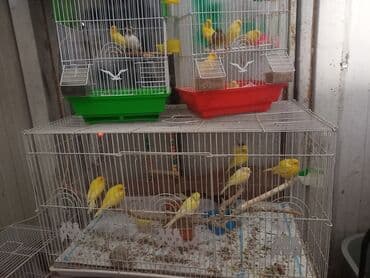 Sarı və qarışıq rəngli kanareyka quşları – müxtəlif qəfəslərdə - Bir