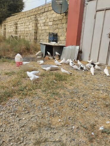 göyərçin yuvası: Boynu gullulerden bawqa hamsi satilir 27 quwdu hamsi qoz kimi — 4