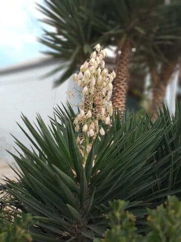 masazirda heyet evleri 2023: Həyət evləri və villaların satışı — 19