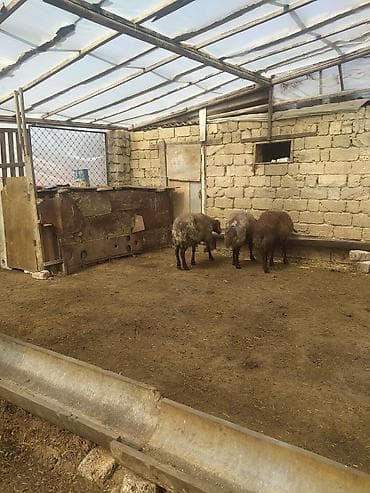 Hinduşkalar: Erkək Qala qoçları satılır Cavan heyvanlardı 3 dənə qırxılmışdar 850 — 10