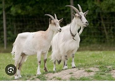 oglan sekili: Təbii keçi südü və qatığı - Gündəlik sağılmış təzə keçi südü - Süd və — 2