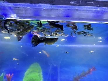 ruletka cat: Dördbucaq akvarium, Balıqlarla birlikdə, 90 l, Ünvandan götürmə, Ödənişli çatdırılma — 9