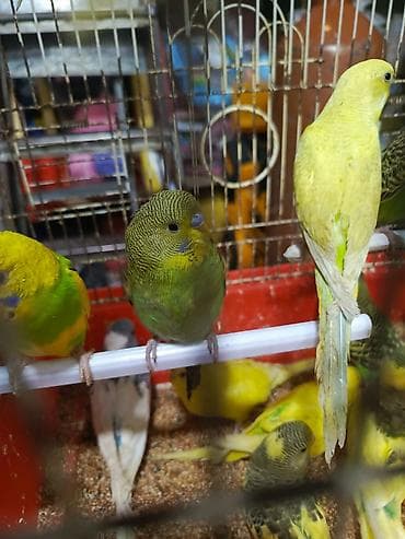 hamster satis: Valnisti papuqay alıram.Mən alıram Topdan satış kimdə Papuqay varsa — 2