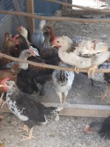pekines satisi: Salam kənd cűcələri satlır 30 ədəddir 50 gűnlűkdűrlər çoxu xoruzdur — 3