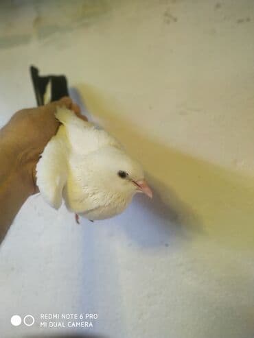 cuceye verilen adlar: Deste şəbeke maya tutulma sağlam bala verən — 3