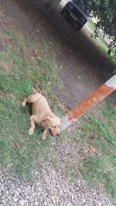 cins inekler azerbaycanda: Retriever, 6 ay, Dişi, Cütləşmə üçün, Ünvandan götürmə — 1