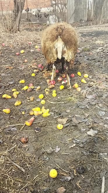 qoyun: Qoyunlar, qoçlar — 3