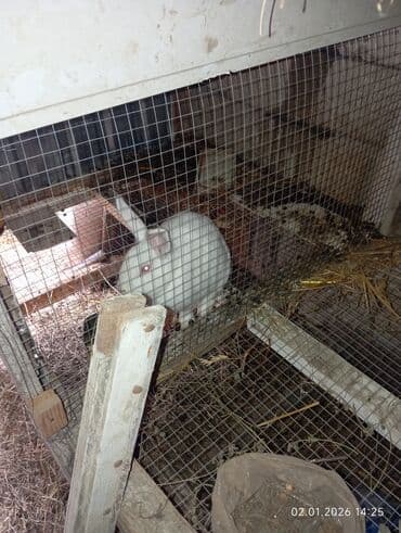 Qoyunlar, qoçlar: 10 eded böyük dovşanlar 8 ana 2 erkək analar hamisi boğazdi — 3