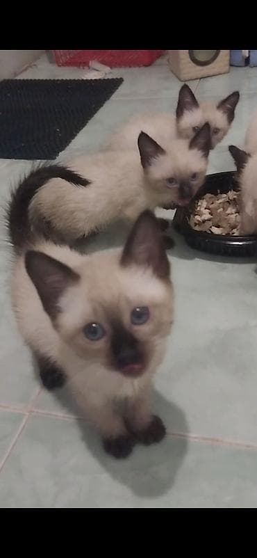 pisik cantasi: Siam, Erkək — 3