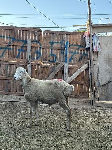 mal satisi: Quzu, Erkək, ay: 8, 30 kq, Ətlik, Ünvandan götürmə — 1