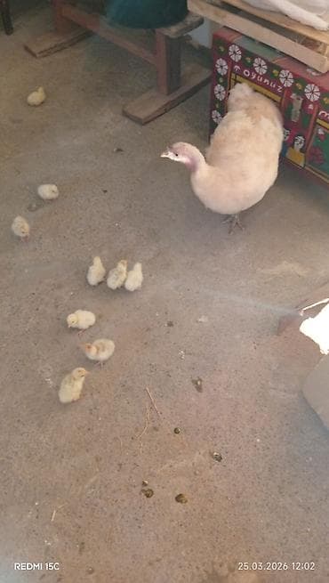 K/t heyvanları və malları: Dişi, Kanada, Ətlik, Ünvandan götürmə — 4