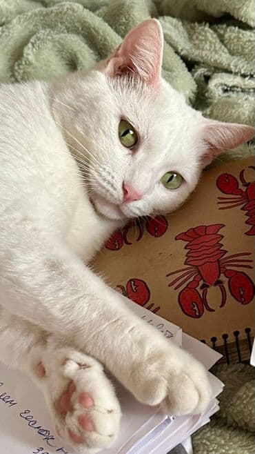 tüksüz pişik: Dişi, Yaxşı əllərə, Ünvandan götürmə — 2