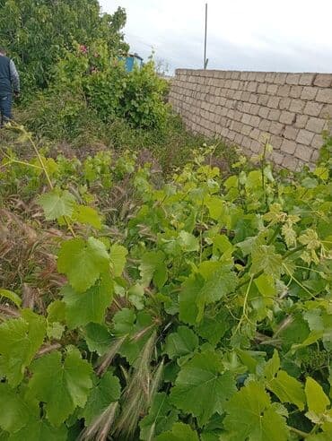 5 sot, Tikinti, Mülkiyyətçi, Kupça (Çıxarış) lalafo.az -da 5 sot, Tikinti, Mülkiyyətçi, Kupça (Çıxarış)