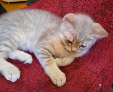 сколько стоят британские котята: Самка, В добрые руки, Самовывоз — 9