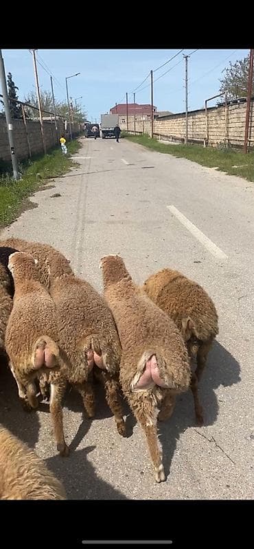 Təcili satilir 38 heyvandi son qiymətdi unvan baki