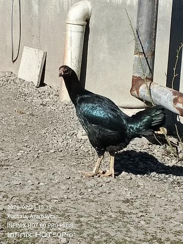 balaca boyumeyen itler: Toyuq, Damazlıq — 4