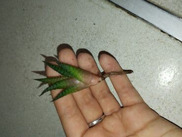 otaq bitkilərinin adları: Хавортия! — 4