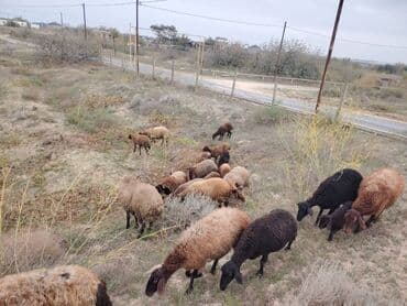simental inekler azerbaycanda: Qala cinsi qoyunlar razılaşma yolu ilə — 6