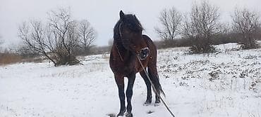 pudel ucuz: Erkək, il: 10 — 2