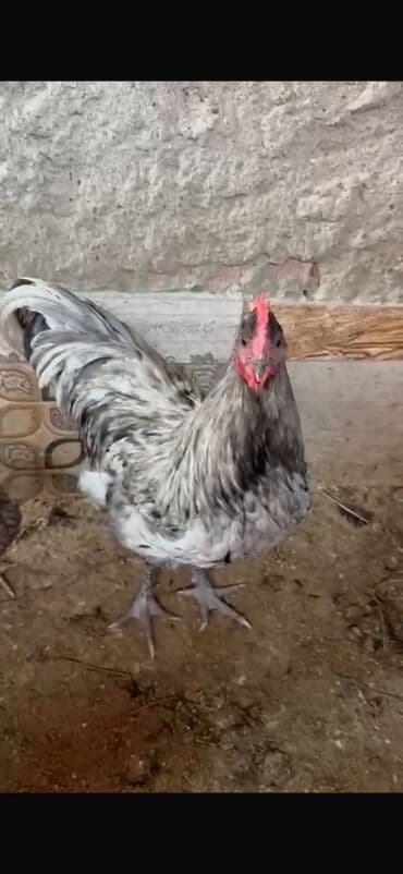 qız pişik adları: Xoruz, il: <1 — 1