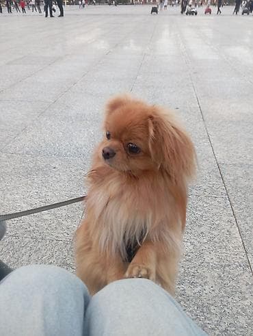 sirin it sekilleri: Pekines, 1 il, Erkek, Cütləşmə üçün — 4