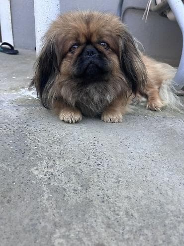 hamster satisi: Pekines — 3