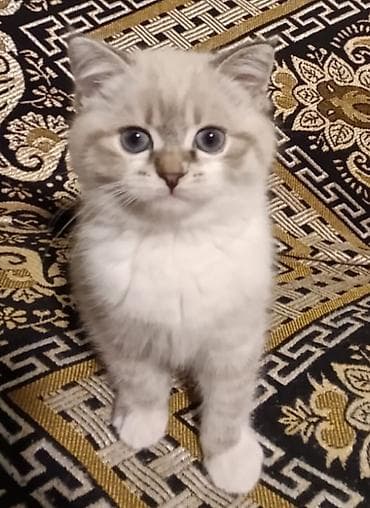 Птицы: Британская, Самка — 2