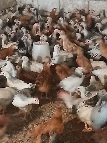 kənd cuceleri: Toyuq cücələri, Ətlik — 5