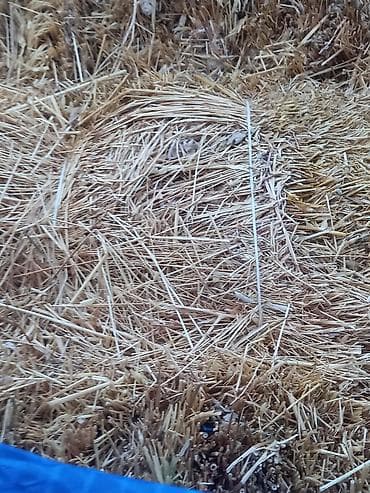 Kimə ot saman lazim disa murcət eliyə bilər nəqedər lazim dısa var